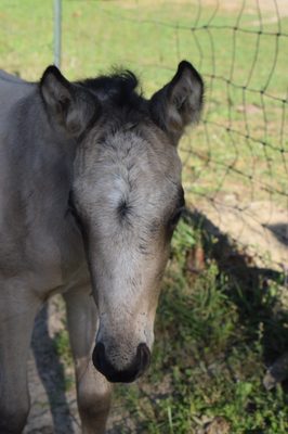 The new baby at the stables! Loki