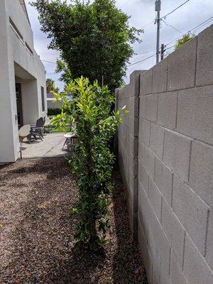 Same distance between each tree and the wall, also ran irrigation lines as well.