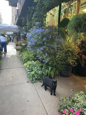 Outside of Foilage Garden with Hendrix the cat.