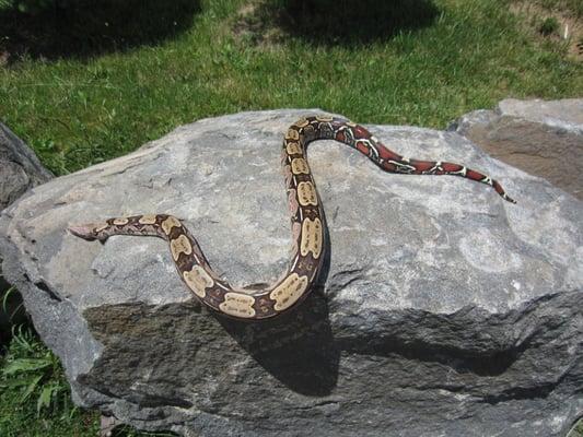 Ruby the Red Tail Boa