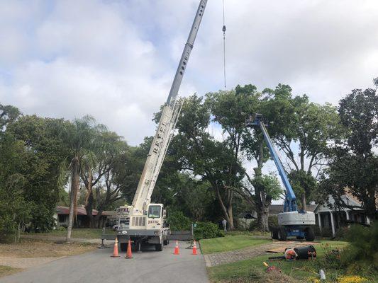 Large tree removal, threatening rooftop.