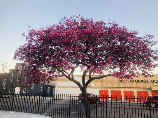 What a beautiful view while you wash and clean your car