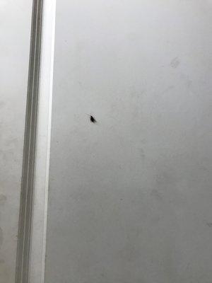 Roach crawling