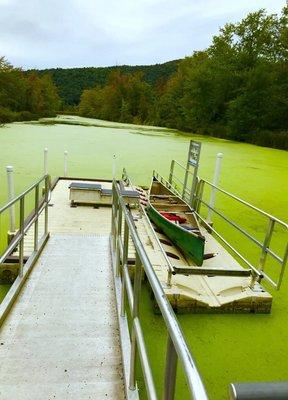 river scums with Duckweed during summer