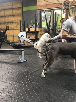 The puppies at gym!