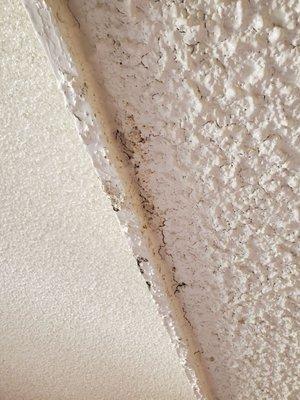 The ceiling mold