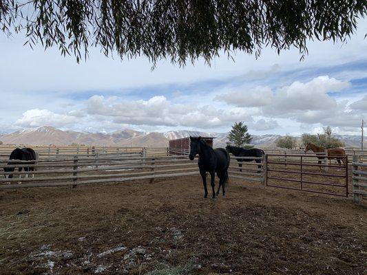 Beautiful horse farm @Kraays Market