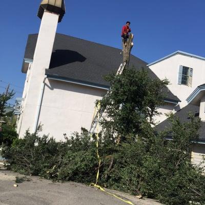 Tree removal and Stump Grinding