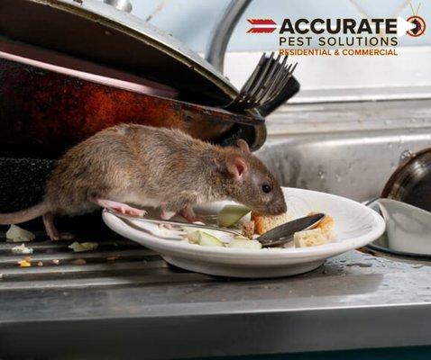 Why is pest control important in food safety?  They attack and contaminate food you prepare, damage the structure of your premises.