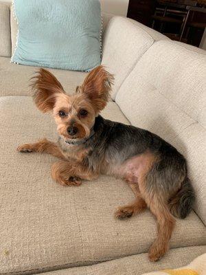 This is what they think a Yorkie haircut should look like. It is the worst grooming job I have ever seen before.