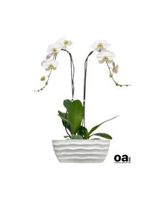 Orchids Palmetto Bay
 2 White Orchids Flowers
 10" D x 6" T Container