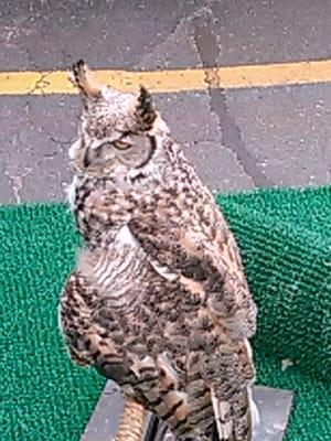 Owl from U of M Raptor Center. Delivering mail from Hogwarts.