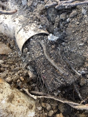 Roots can damage any pipe if not handled immediately.