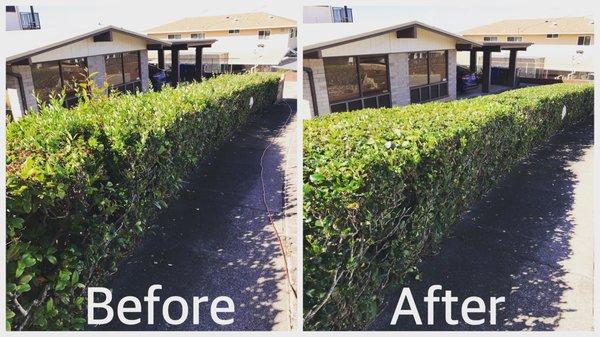 Hedge trimming