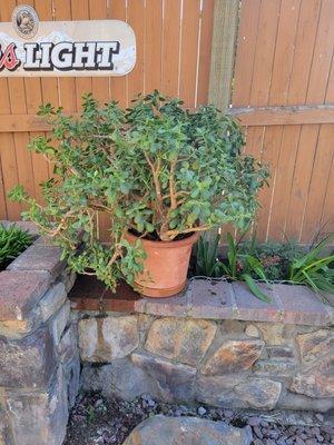 Meadows/pops giant jade plant on the patio.