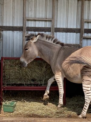 Zulu the Zonkey. Half donkey half zebra. 100% love.