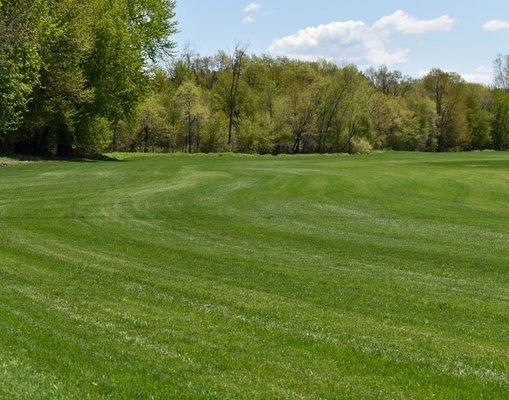 Kentucky Bluegrass sod field