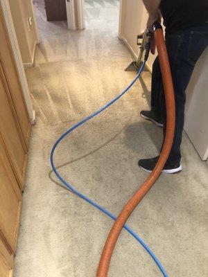 Profesional Steam Carpet Cleaning