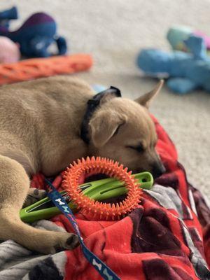 Leo (9 weeks old) had his first puppy class today and he is worn out.  Great training! Always a good experience!  Thank you JJ and Luisa.