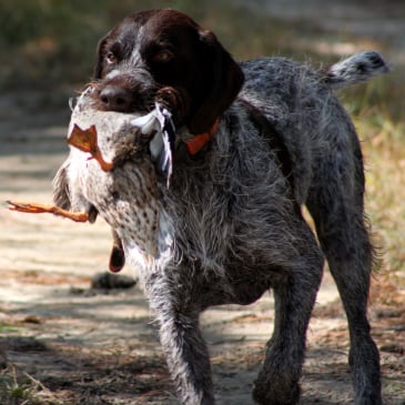 K9-Training Specialist