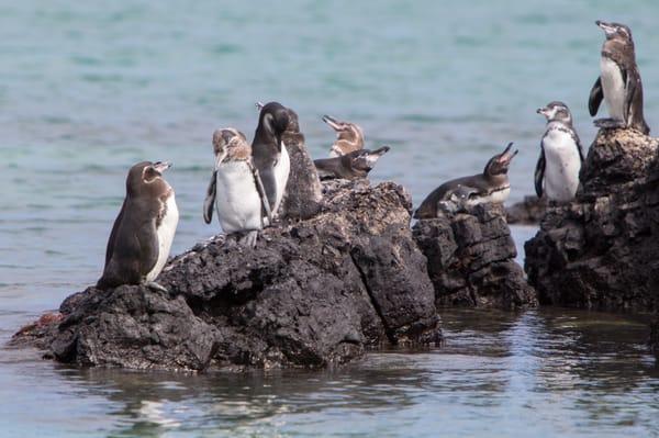 Galapagos Penguins