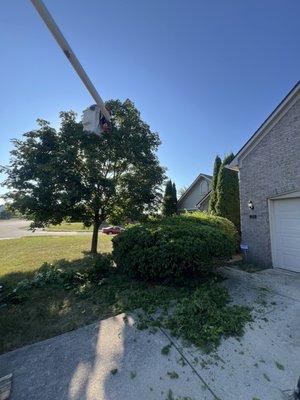 Tree trimming, Moore's Tree Service 
317-789-7245
Fully insured