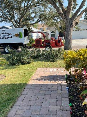 Process of tree trimming