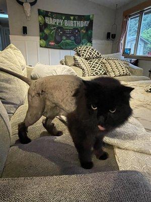 Cat haircut