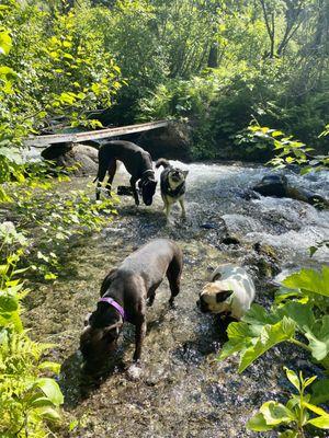 When ever there is water these kids are all about it