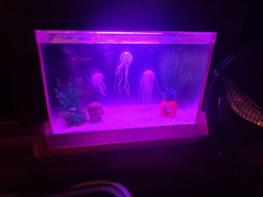 Jelly fish tank