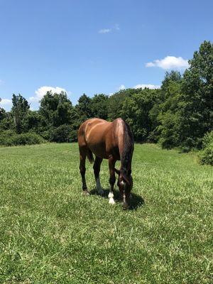 Camall enjoying some clover