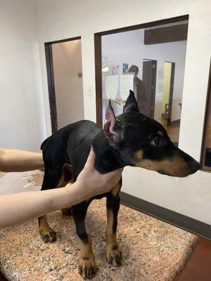 This is how they cut her ears at Altadena. Short, and tapped her ears and wrapped her whole neck to where she had inflammation everywhere.