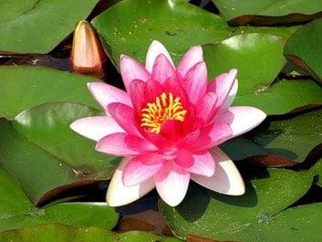 Lotus flower.