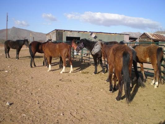 Belle Starr's Silverado Ranch