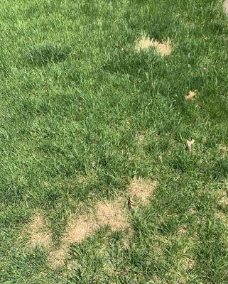 Just awful results. Money wasted using lawn doctor killer