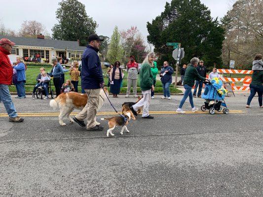 Puppies on Parade ..