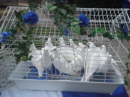 A flock of snow white doves waiting to fly home.  Our birds are trained with much care to return to their loft.