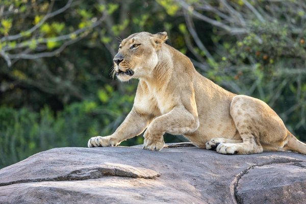 Lioness Kamari