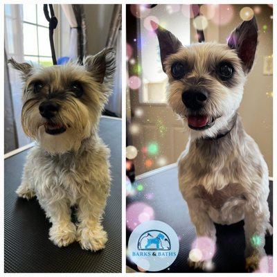 Groomed dog before and after