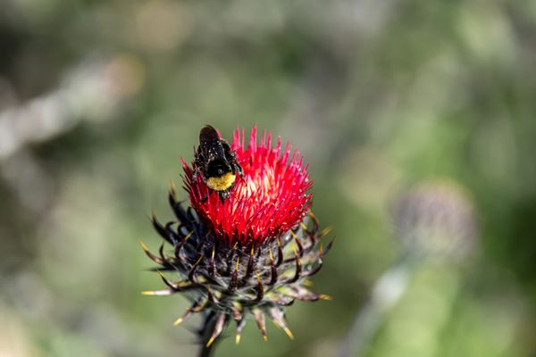 Shell Ridge Open Space