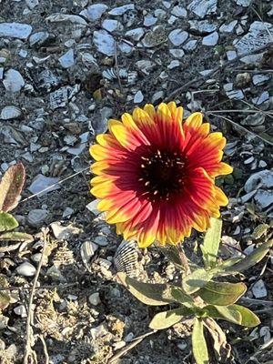 Blanket flower aka Gaillardia