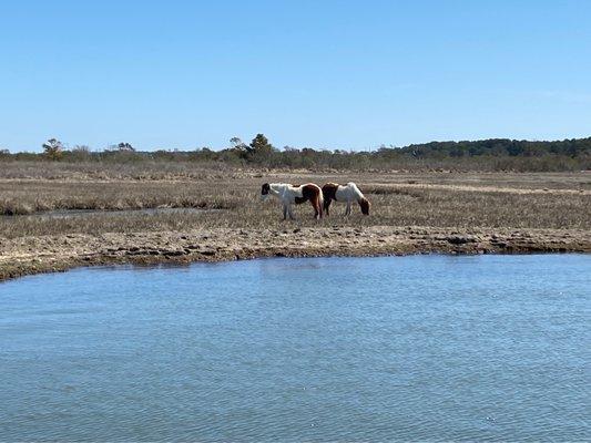 Ponies on Assateague!