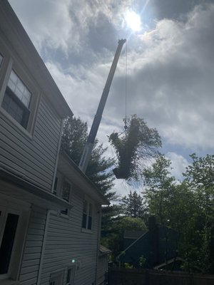 With the crane They removed 6 very large trees near house