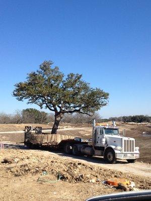 Large Tree Relocation