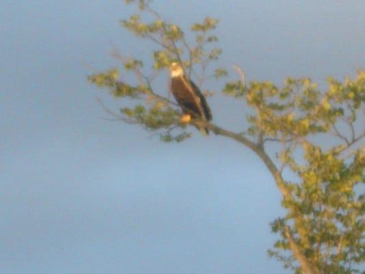 Eagle in the tree above Cabin 10