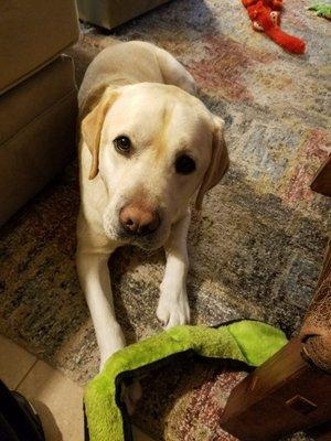 Charlie, British Lab