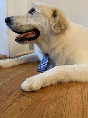 My 130 lbs. Great Pyrenees.