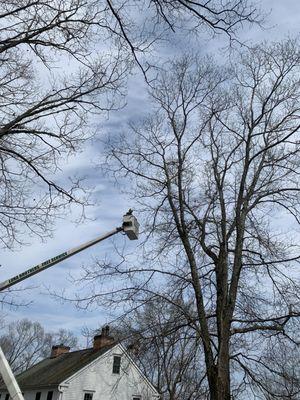 Luna Brothers Tree Service