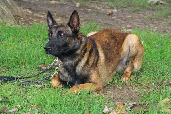 Very intense police patrol dog