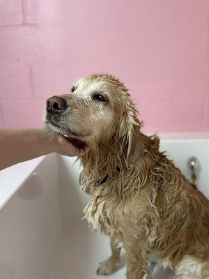 Golden girl enjoying her bath.